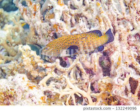 美麗的藍點石斑魚。美麗的珊瑚礁和成群的熱帶魚。沖繩縣島尻郡慶良間諸島座間味島阿室島 - 2025 132249096