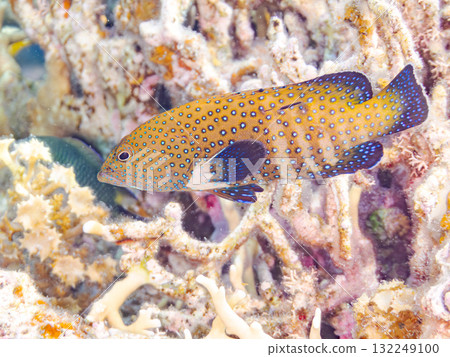 Beautiful blue-spotted grouper. Beautiful coral reefs and schools of tropical fish. Okinawa Prefecture, Shimajiri District, Kerama Islands, Zamami Island, Amuro Island - 2025 Beautiful blue-spotted grouper. Beautiful coral reefs and schools of tropical fish. Okinawa Prefecture, Shimajiri District, Kerama Islands, Zamami Island, Amuro Island - 2025 132249100