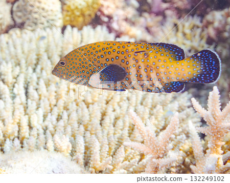 美麗的藍點石斑魚。美麗的珊瑚礁和成群的熱帶魚。沖繩縣島尻郡慶良間諸島座間味島阿室島 - 2025 132249102