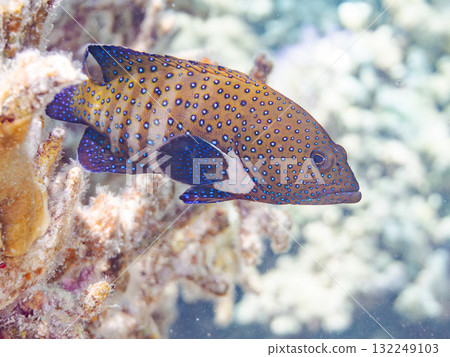美麗的藍點石斑魚。美麗的珊瑚礁和成群的熱帶魚。沖繩縣島尻郡慶良間諸島座間味島阿室島 - 2025 132249103
