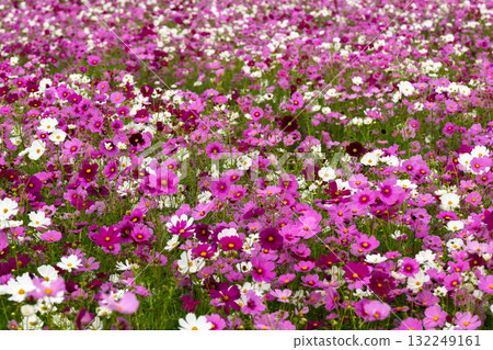 A field of cosmos flowers 132249161