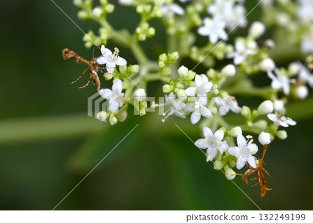 White-spotted bird moth - a moth species found in Japan, the Korean Peninsula, and China White-spotted bird moth - a moth species found in Japan, the Korean Peninsula, and China 132249199