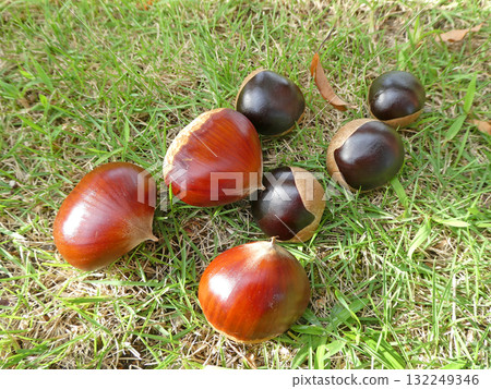 A photo of chestnuts harvested in the woods during the fruitful autumn and cute-looking chestnuts. A photo of chestnuts harvested in the woods during the fruitful autumn and cute-looking chestnuts. 132249346