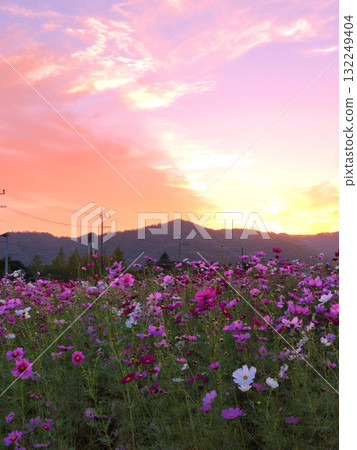 Cosmos flowers blooming in the light of the sunset in a field of cosmos that spreads across fallow fields in Kameoka City, Kyoto Prefecture 132249404