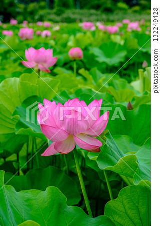 蓮花(上野公園不忍池) 蓮花(上野公園不忍池) 132249428
