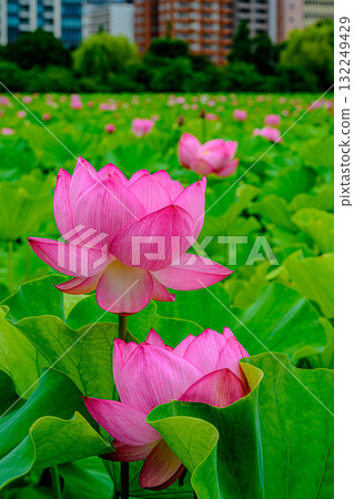 蓮花(上野公園不忍池) 蓮花(上野公園不忍池) 132249429