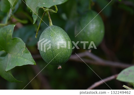 Yellow gourd, flower and fruit are edible, root is a medicinal herb Yellow gourd, flower and fruit are edible, root is a medicinal herb 132249462