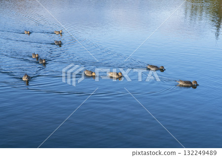 鴨 132249489