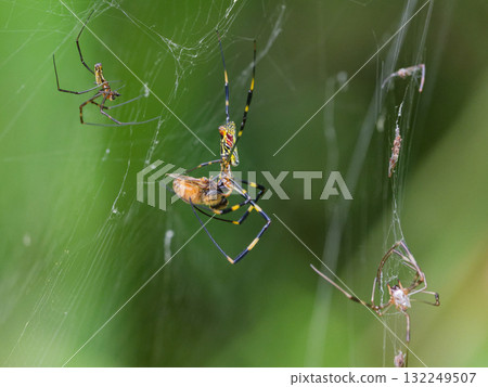 一隻歐洲蜜蜂被困在雌性圓蛛的巢穴中 132249507