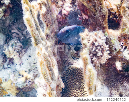 三斑雀鯛等魚類。美麗的珊瑚礁和熱帶魚群。沖繩縣島尻郡慶良間諸島座間味島阿室島2025 132249522
