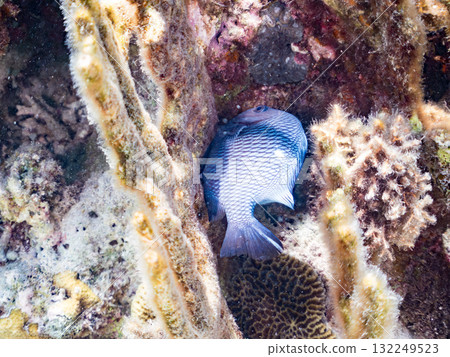 三斑雀鯛等魚類。美麗的珊瑚礁和熱帶魚群。沖繩縣島尻郡慶良間諸島座間味島阿室島2025 132249523