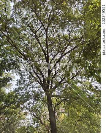 Tall tree canopy with lush green leaves and branching structure Tall tree canopy with lush green leaves and branching structure 132249531