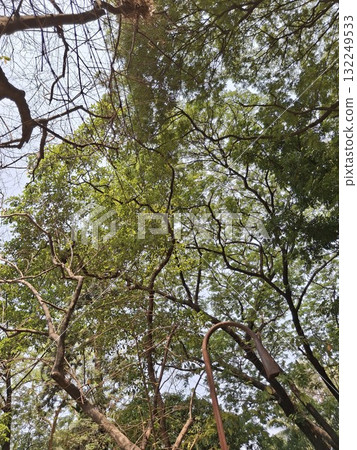 Looking up through lush green tree canopy and branches Looking up through lush green tree canopy and branches 132249533