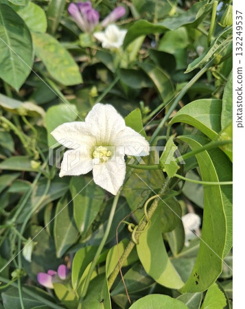 A close-up view of a single white, star-shaped flower with yellow center, surrounded by vibrant green leaves and other subtle floral hints A close-up view of a single white, star-shaped flower with yellow center, surrounded by vibrant green leaves and other subtle floral hints 132249537