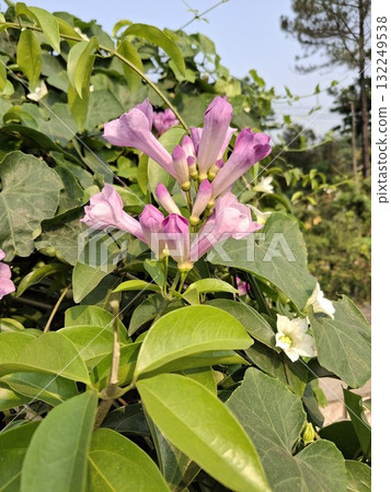Delicate pink trumpet flowers blooming amongst lush green leaves 132249538