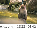 Japanese macaque sitting on a rock and looking to the side 132249542