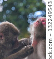 A monkey grooming itself 132249543