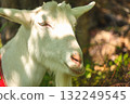 Goat eating grass 132249545