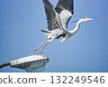 A grey heron taking off from a telephone pole 132249546