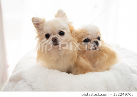 兩隻吉娃娃 132249703