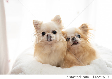 Two Chihuahuas Two Chihuahuas 132249704