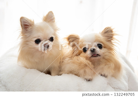 兩隻吉娃娃 兩隻吉娃娃 132249705