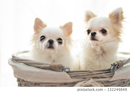 兩隻吉娃娃 132249849