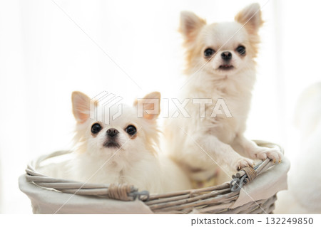 Two Chihuahuas 132249850