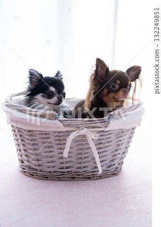兩隻吉娃娃 132249851