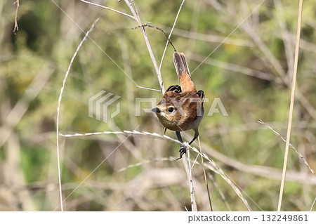 Autumn novitaki 132249861
