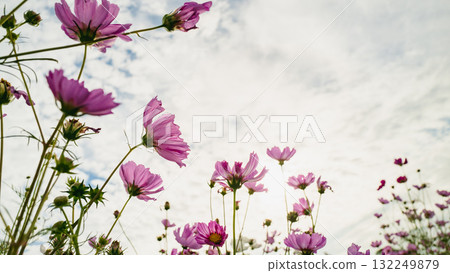 朝秋空綻放的波斯菊 132249879