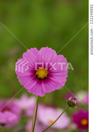 Pastel-colored cosmos close-up 132249892