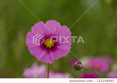 Pastel-colored cosmos close-up Pastel-colored cosmos close-up 132249893