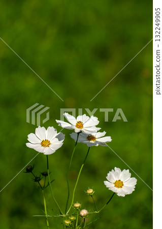 Pastel-colored cosmos close-up Pastel-colored cosmos close-up 132249905