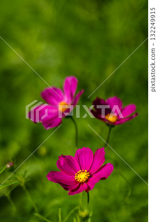 Pastel-colored cosmos close-up 132249915