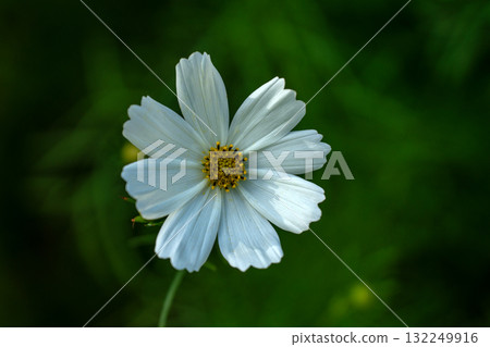 淡色的波斯菊特寫 132249916