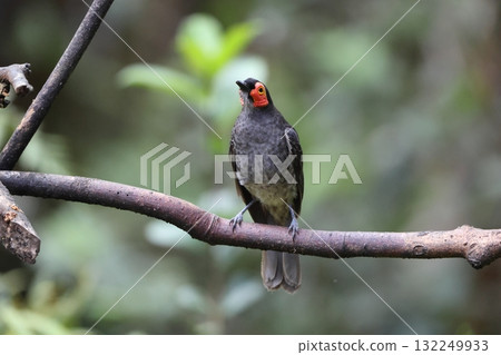 Kihoomitsusui Kihoomitsusui 132249933