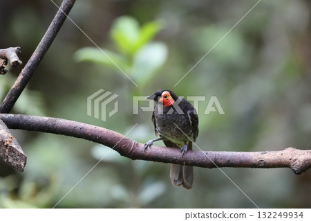 Affiliation 132249934