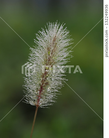 Close-up of wet foxtail Close-up of wet foxtail 132249936