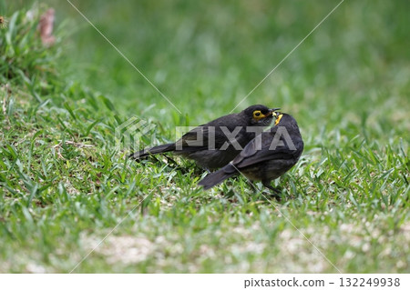 Kihoomitsusui Kihoomitsusui 132249938