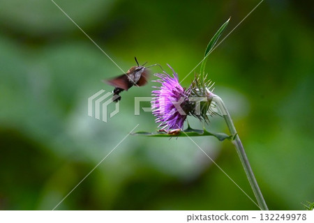 一隻星翅天蛾正在吸食薊花的花蜜 一隻星翅天蛾正在吸食薊花的花蜜 132249978