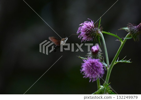 一隻星翅天蛾正在吸食薊花的花蜜 132249979