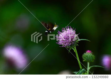 一隻星翅天蛾正在吸食薊花的花蜜 132249980