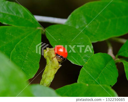 木蘭科植物的紅色種子，是日本特有的物種 132250085