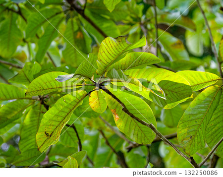 Lion leaves big leaves 132250086