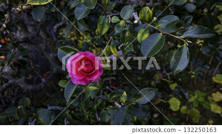 Sasanka (Yamachaka) 132250163