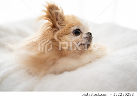 奇瓦瓦 奇瓦瓦 132250298