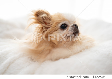 Chihuahua  132250300