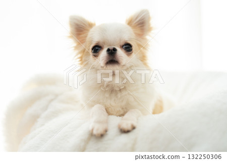 Chihuahua  132250306