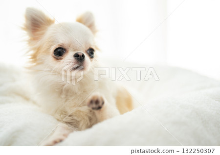 Chihuahua  132250307